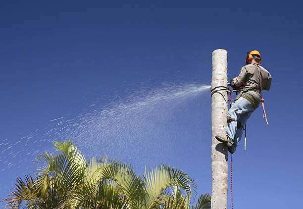 Professional Tree Removal Services in Pendergrass, GA